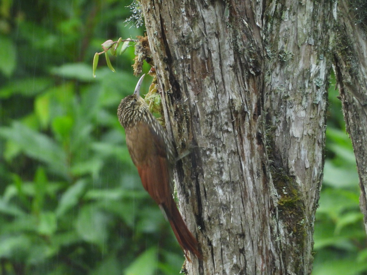 Spot-crowned Woodcreeper - ML613667574