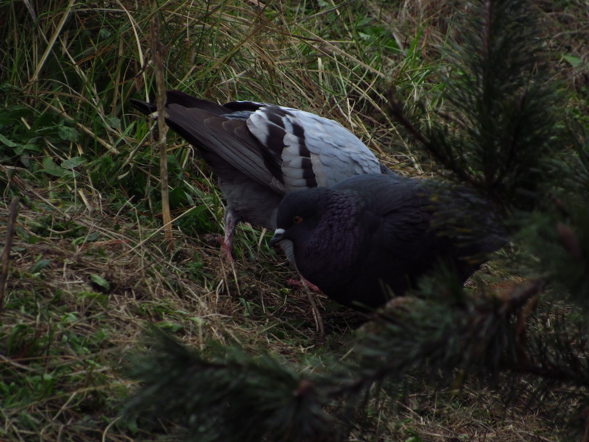 Rock Pigeon (Feral Pigeon) - ML613667594