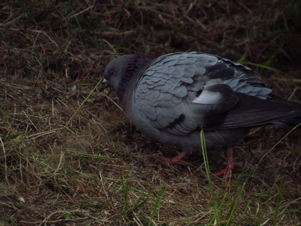 Сизый голубь (Одомашненного типа) - ML613667595