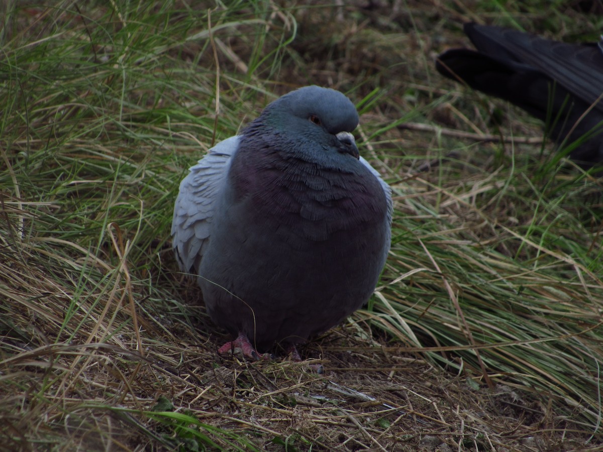 Rock Pigeon (Feral Pigeon) - ML613667596