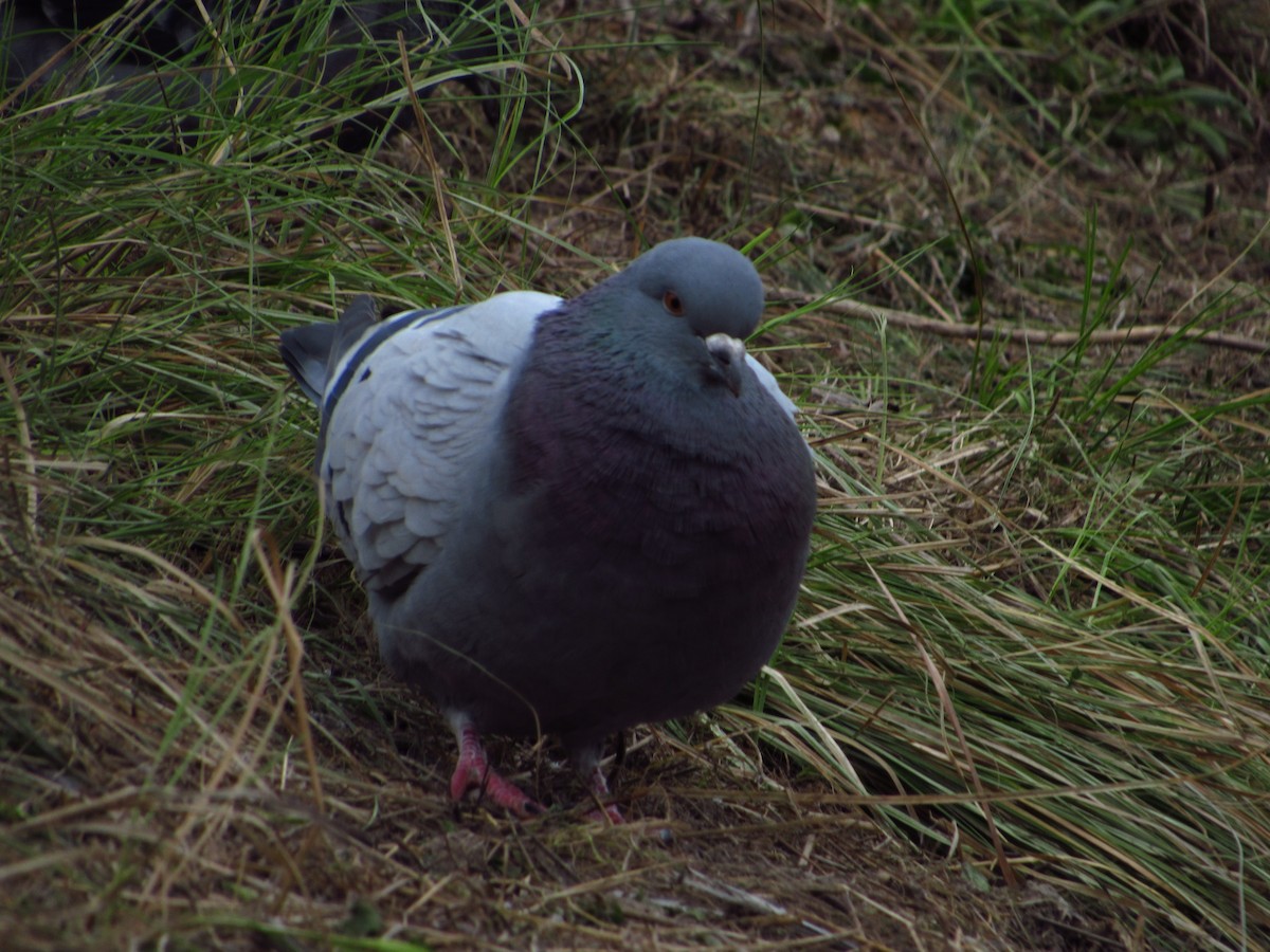 Pigeon biset (forme domestique) - ML613667597