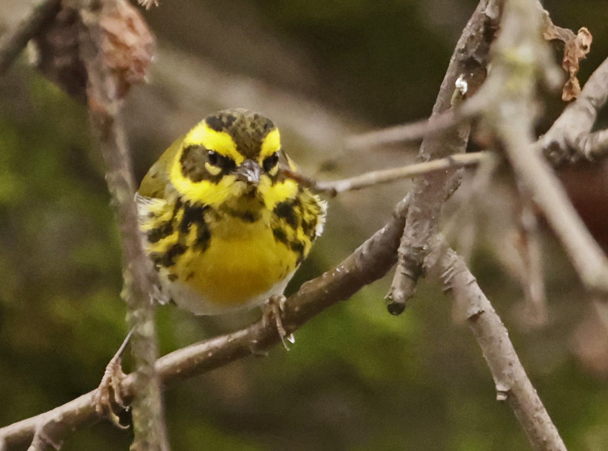 Townsend's Warbler - Norman Barrett