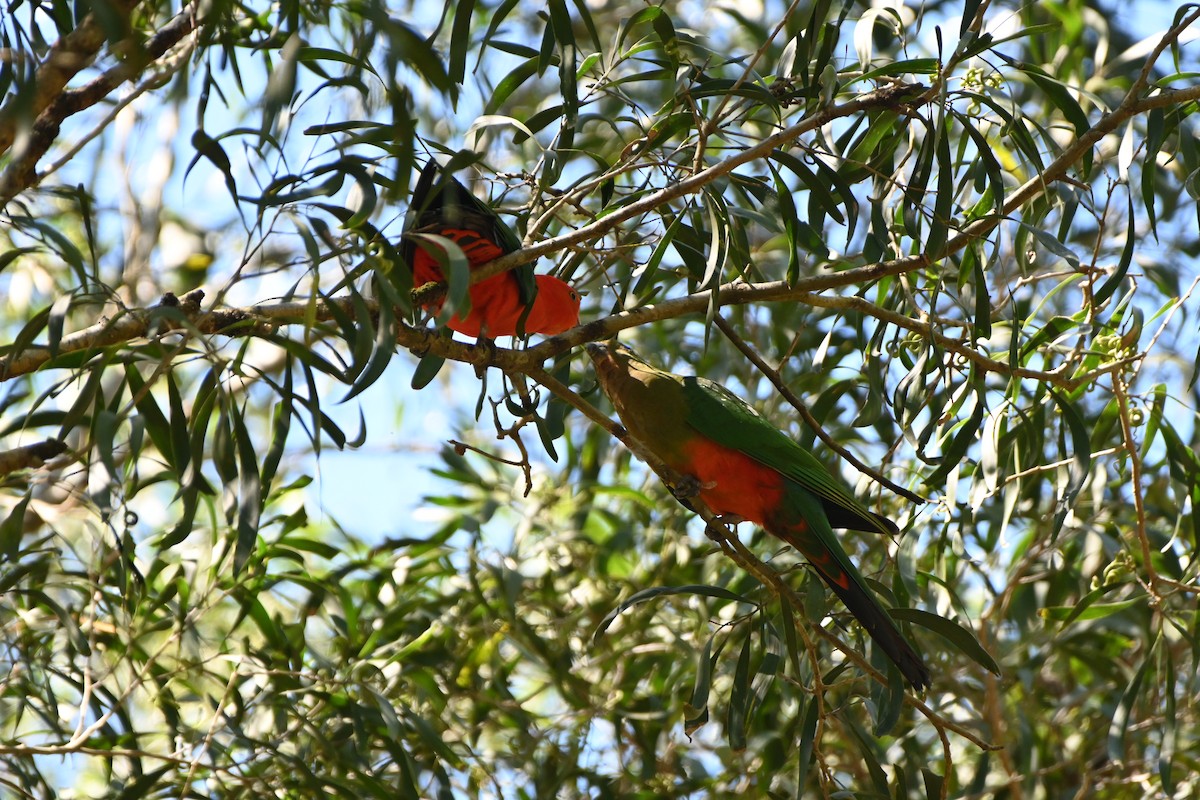 Australian King-Parrot - ML613667740