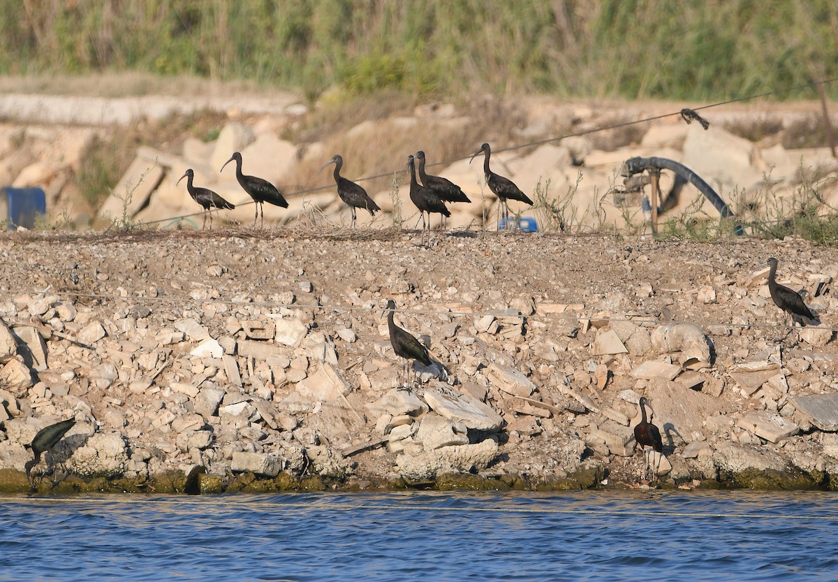 Glossy Ibis - ML613667777