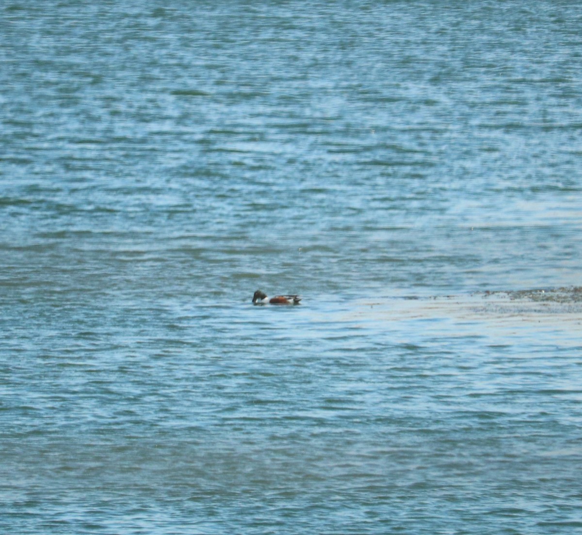 Northern Shoveler - ML613667905