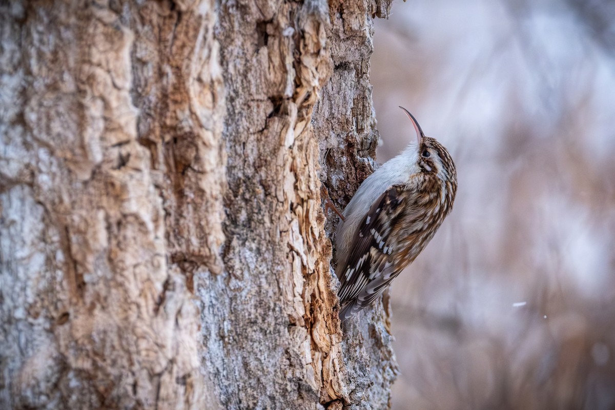 Brown Creeper - ML613667927