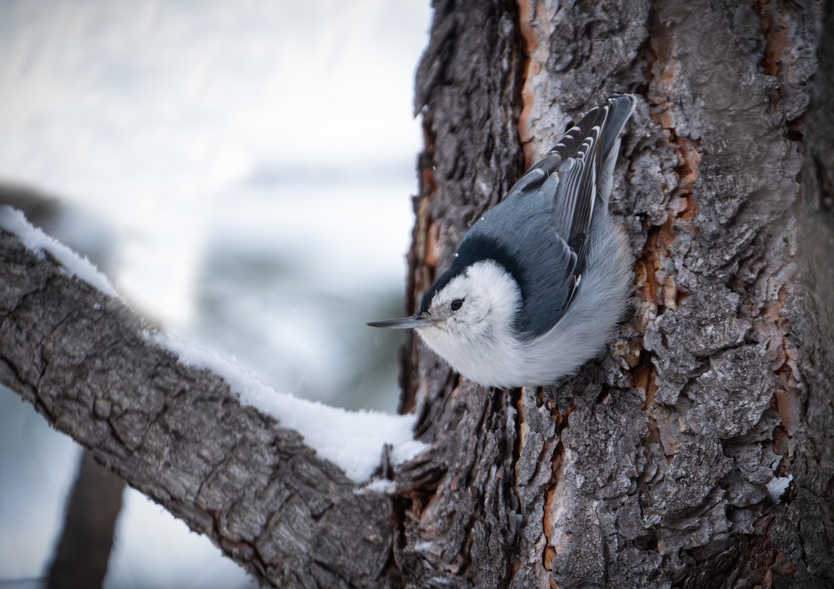 White-breasted Nuthatch - ML613667943