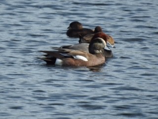 American Wigeon - ML613667999