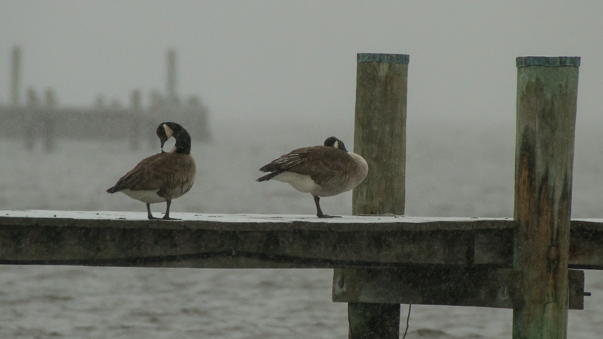 Canada Goose - ML613668067