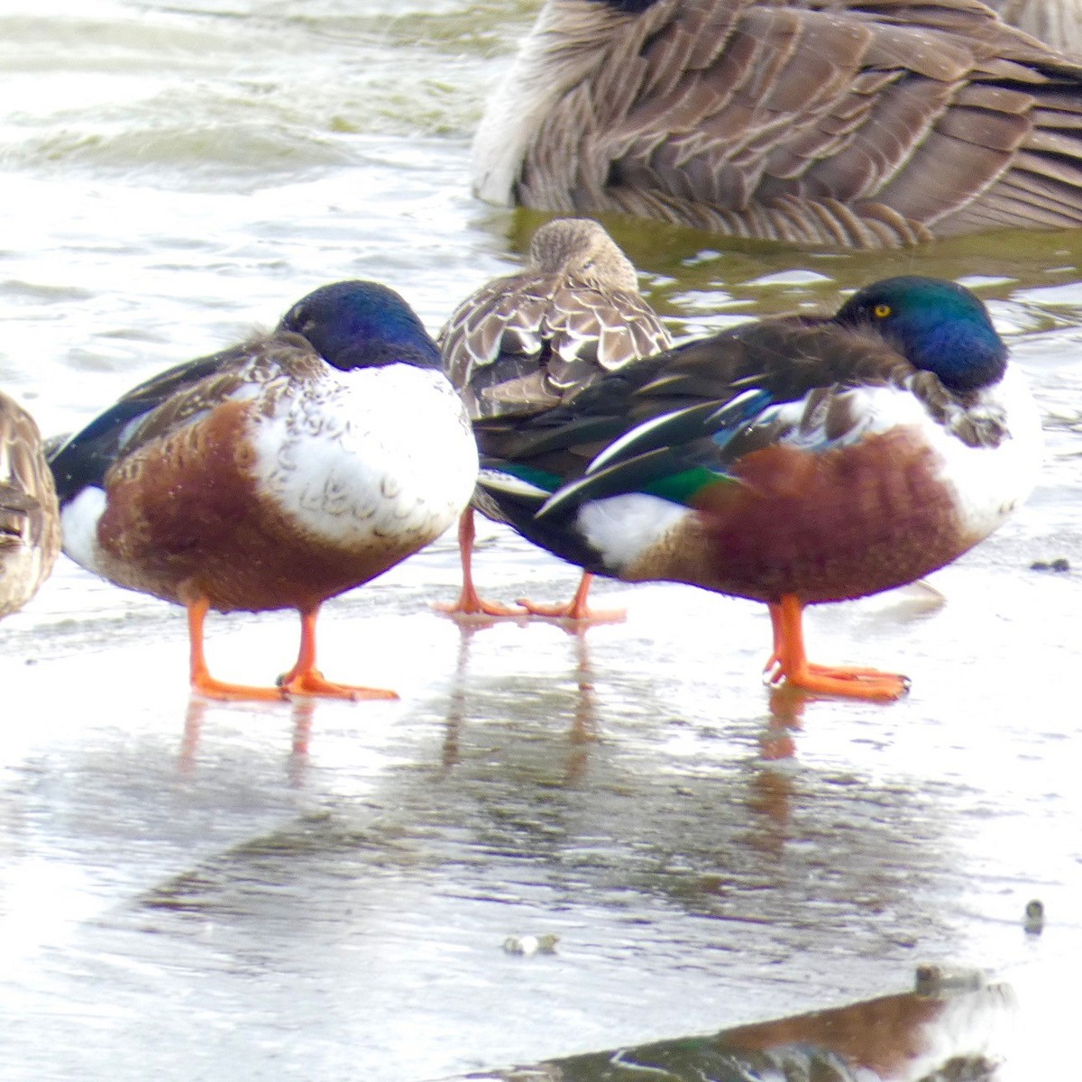 מרית צפונית - ML613668096
