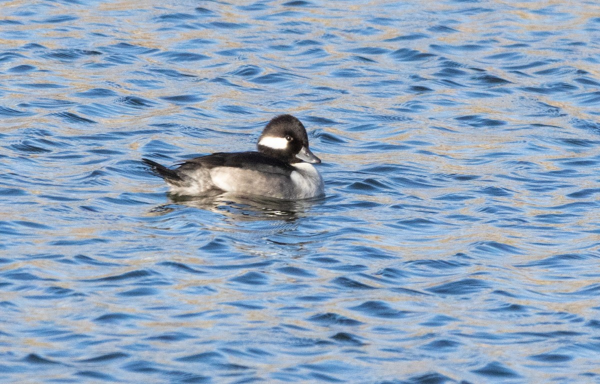 Bufflehead - ML613668204