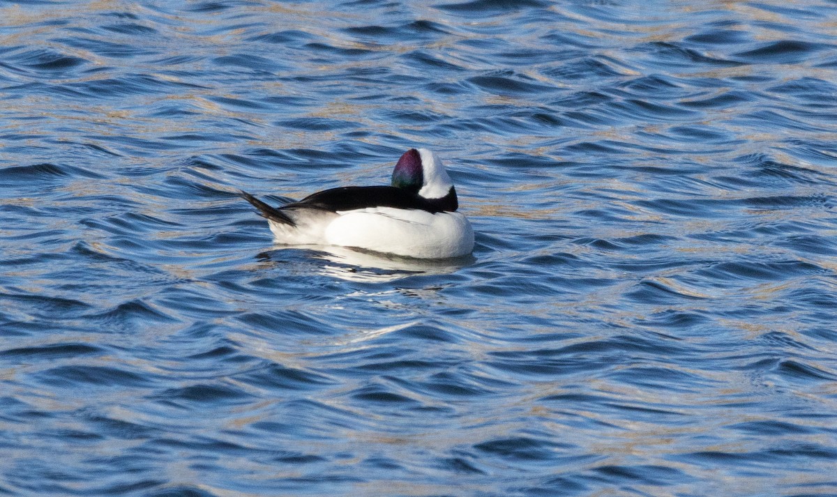 Bufflehead - ML613668208