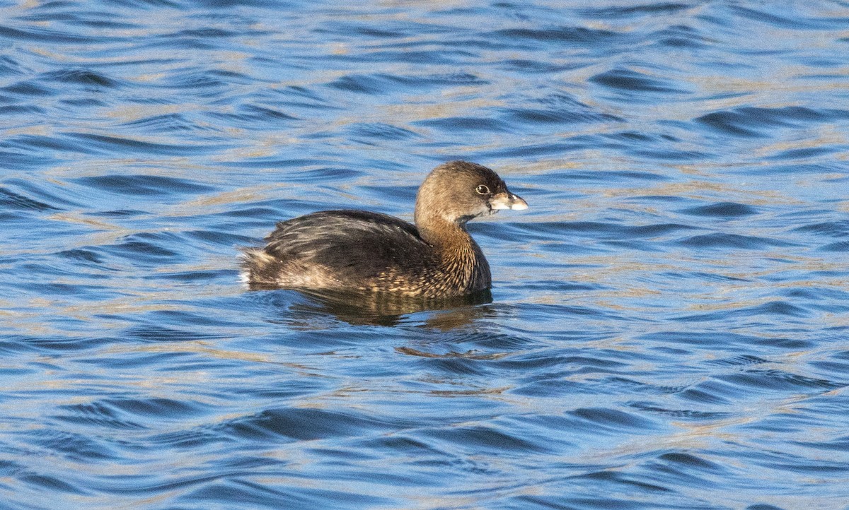 Pied-billed Grebe - Timothy Aarons