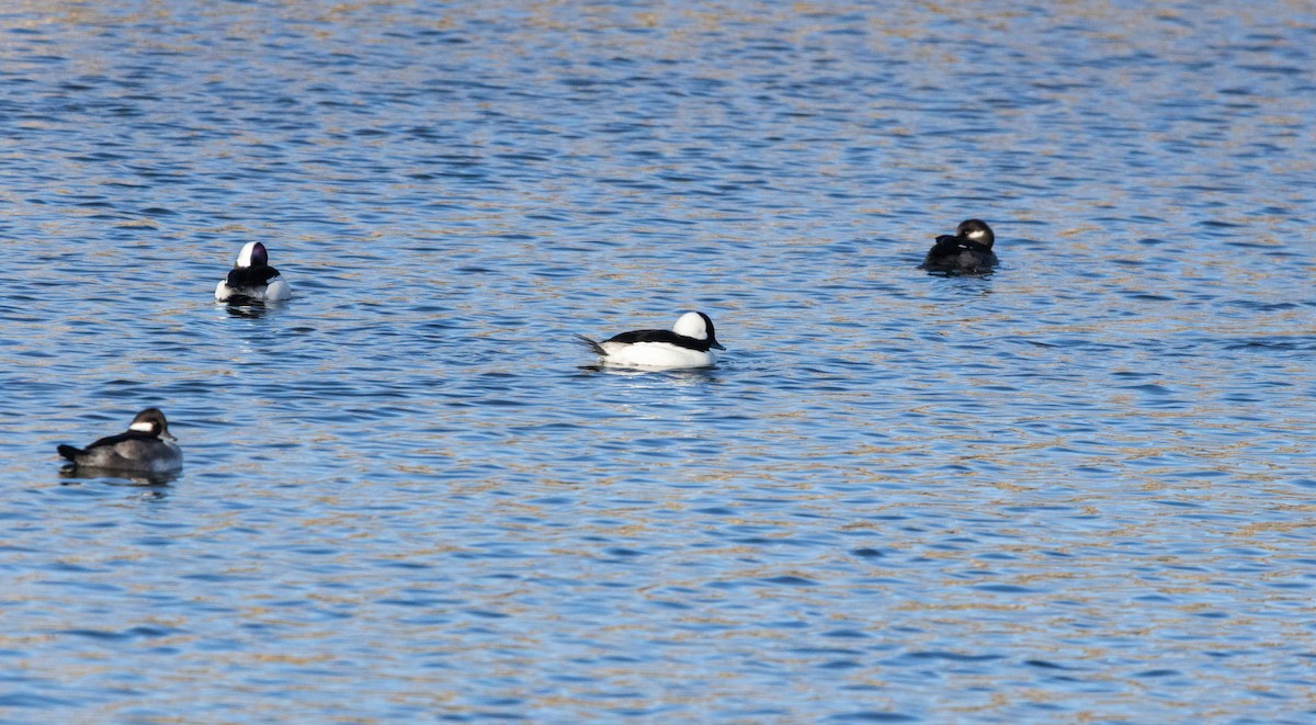 Bufflehead - ML613668248