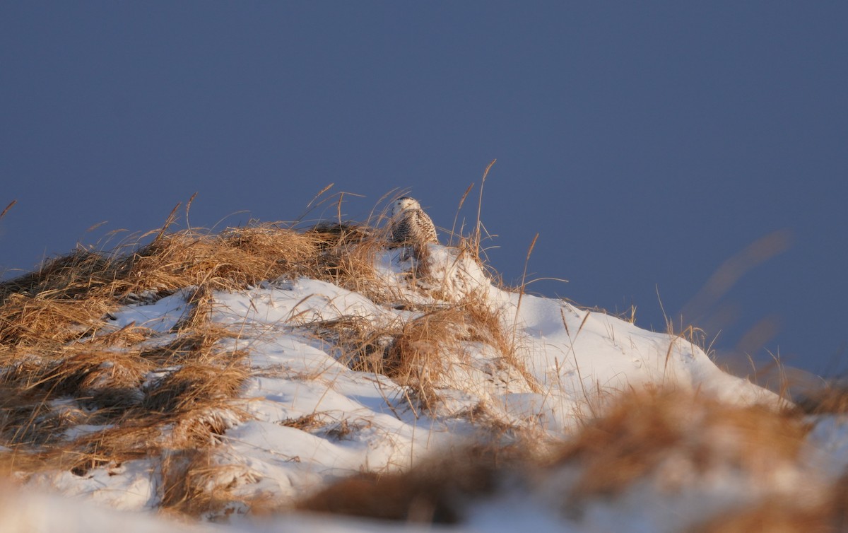 Snowy Owl - ML613668296