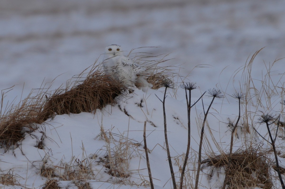 Harfang des neiges - ML613668337