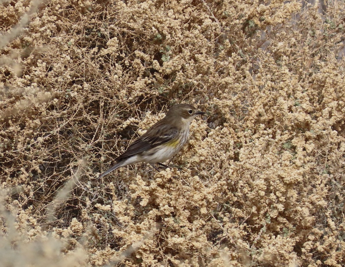 Yellow-rumped Warbler (Myrtle) - ML613668372