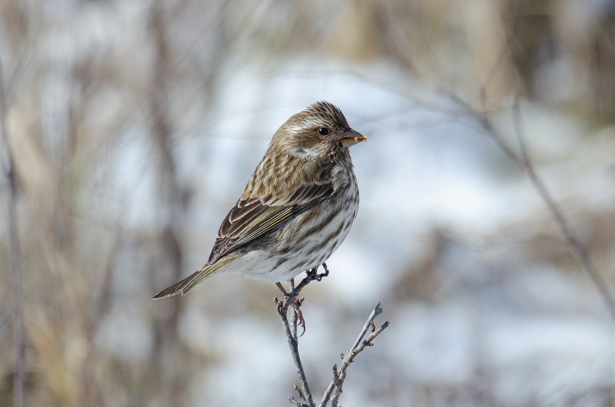 Purple Finch - ML613668441