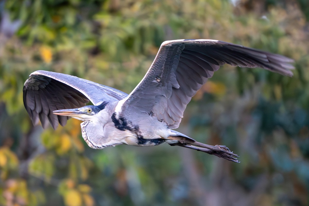 Great Blue Heron - ML613668508