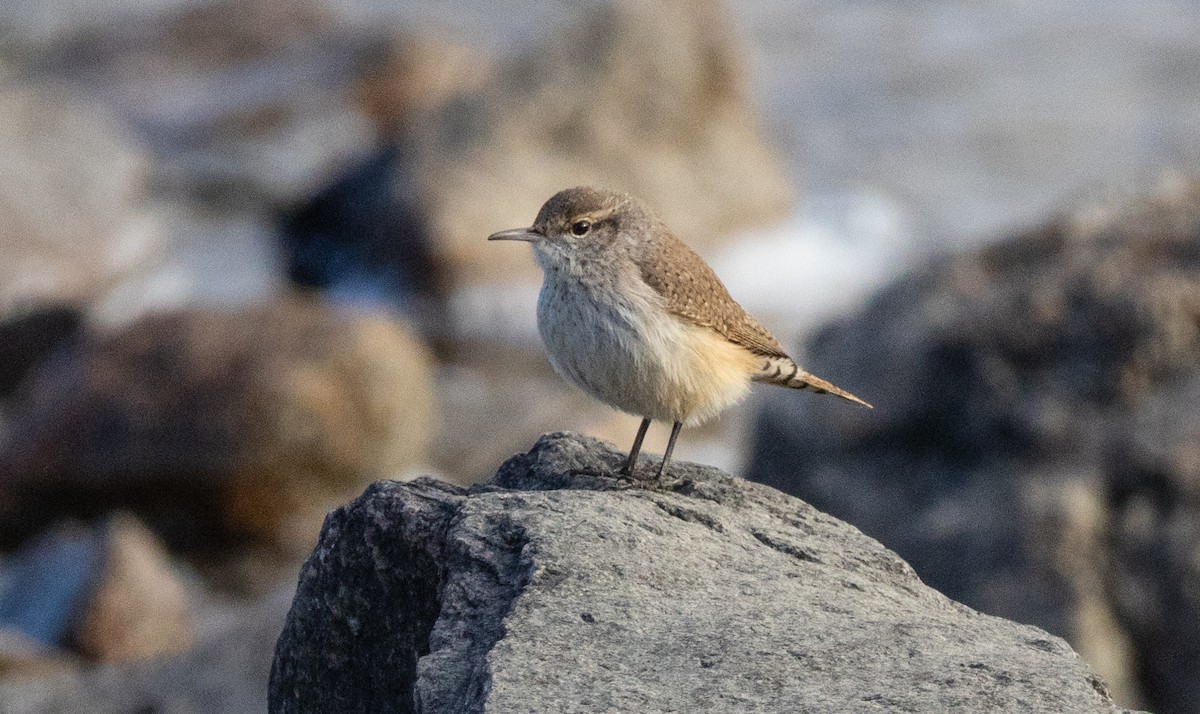 Rock Wren - ML613668511