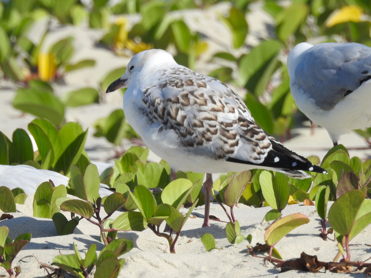 Gaviota Plateada - ML613668570