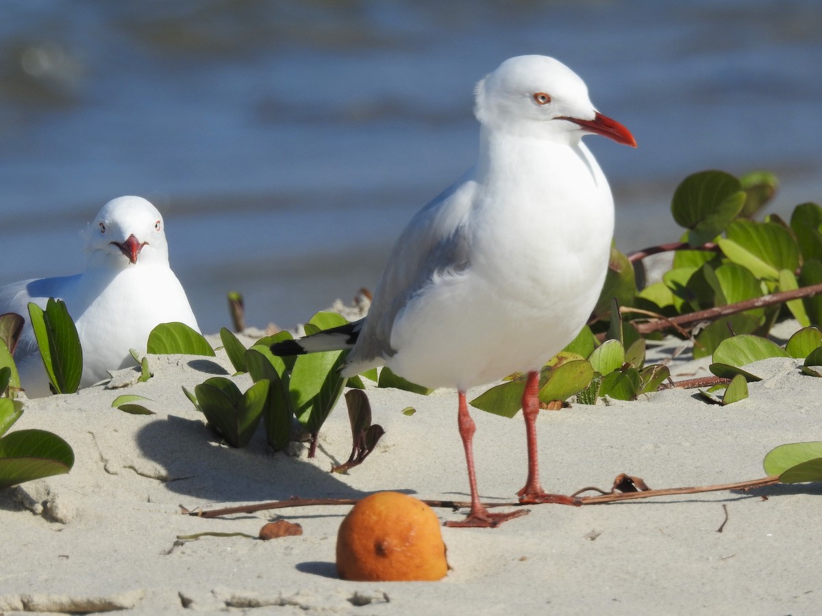 Gaviota Plateada - ML613668571