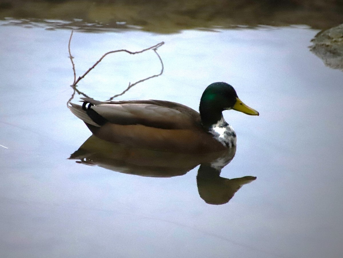 Mallard (Domestic type) - ML613668611