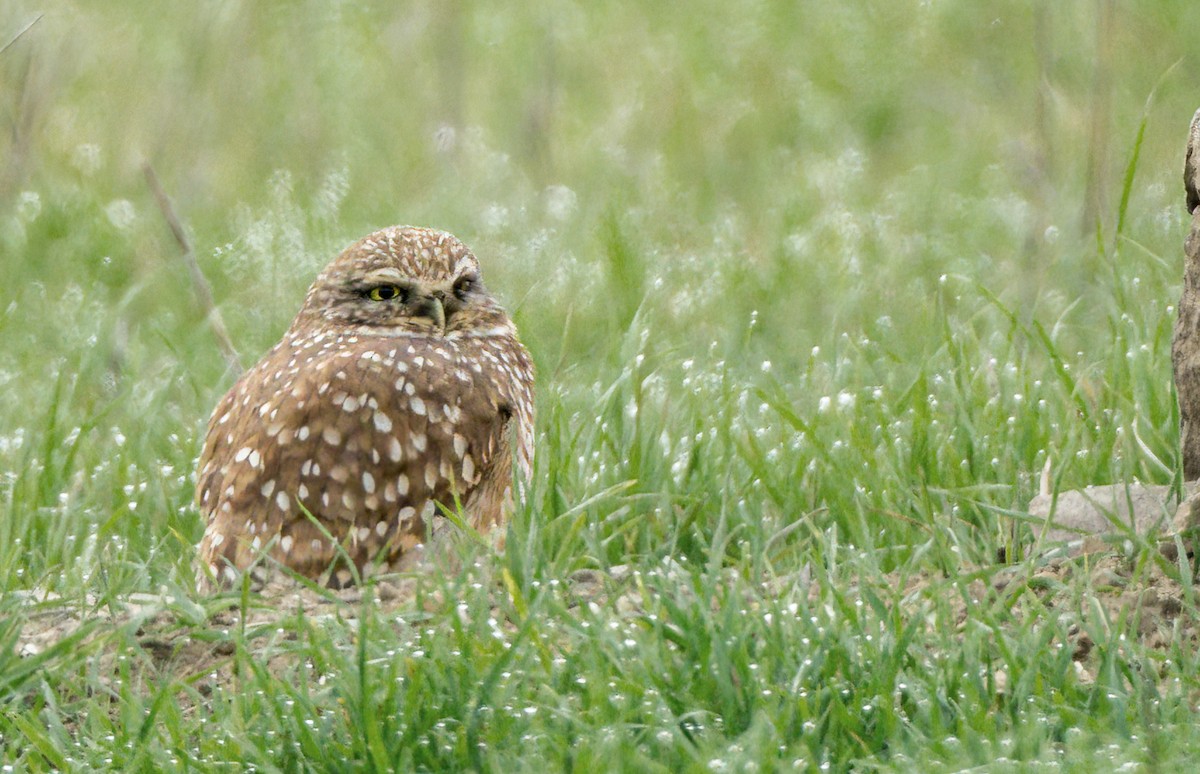 Burrowing Owl - ML613668633