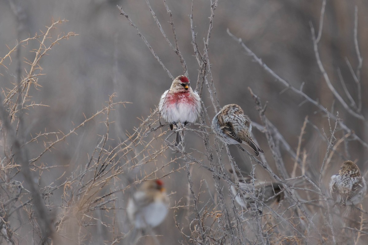 Common Redpoll - ML613668636