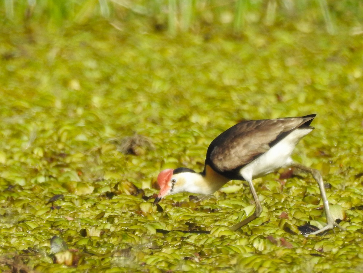 Jacana à crête - ML613668654