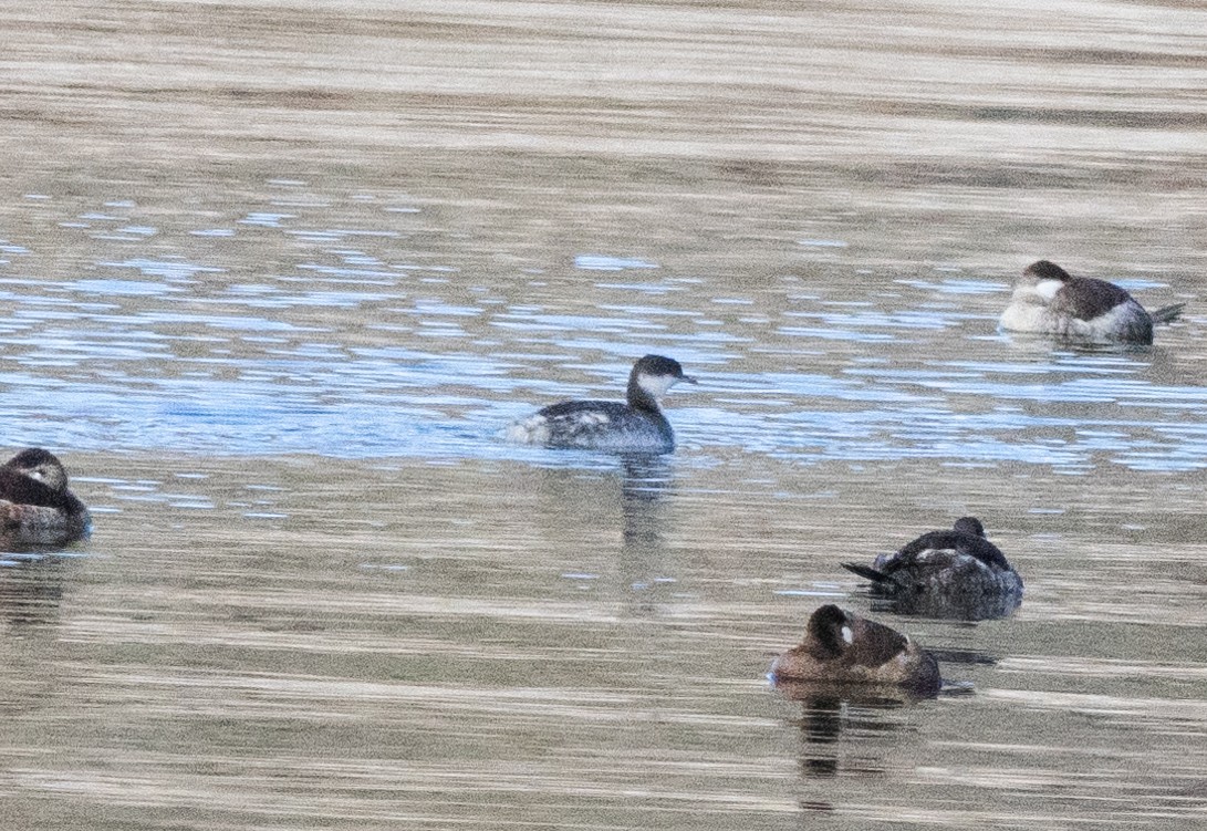 Horned Grebe - Timothy Aarons