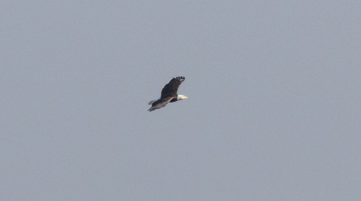 Bald Eagle - ML613668717