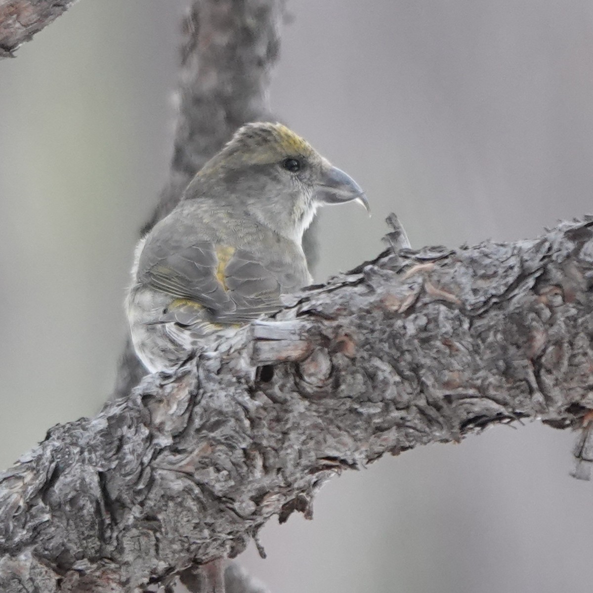 Red Crossbill - ML613668788