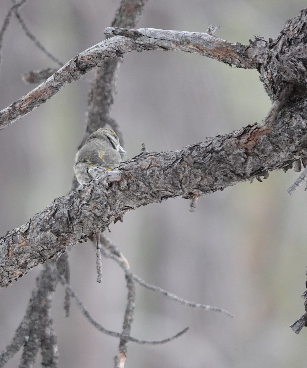 Red Crossbill - ML613668789