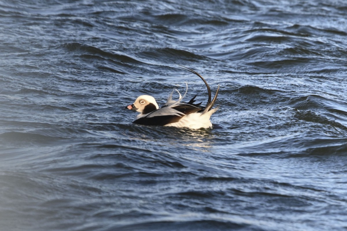 Long-tailed Duck - Grace Huffman