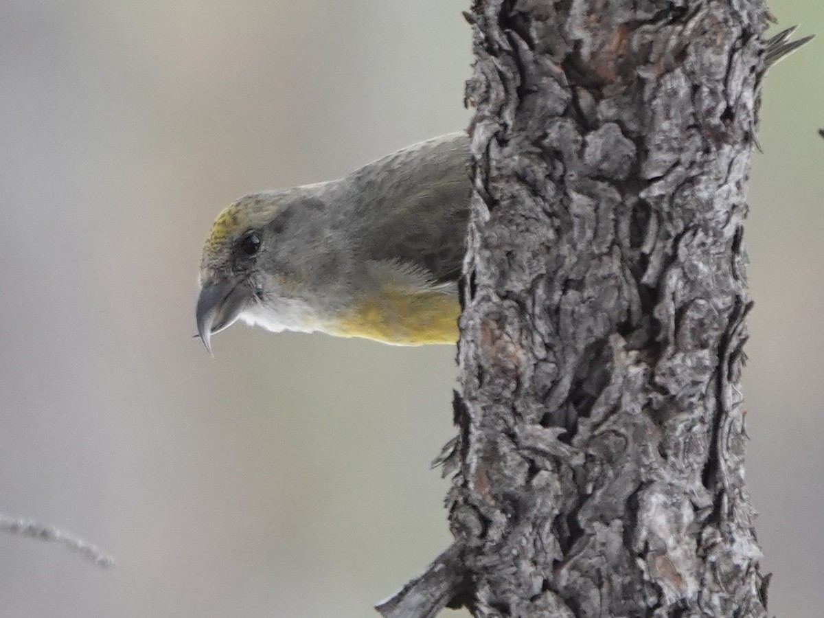 Red Crossbill - ML613668815