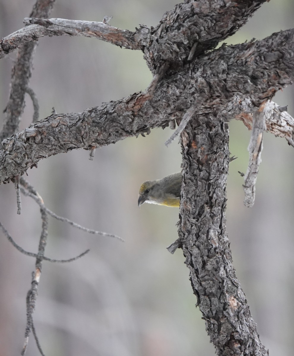 Red Crossbill - ML613668817