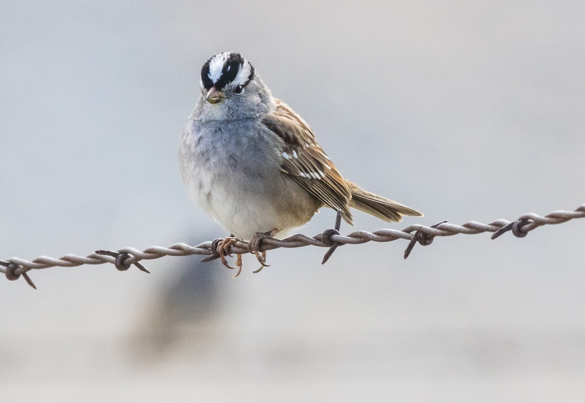 White-crowned Sparrow - ML613668825