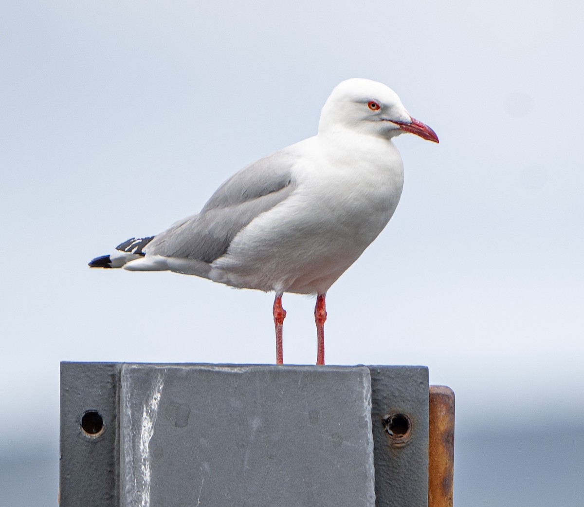 Mouette argentée - ML613668871