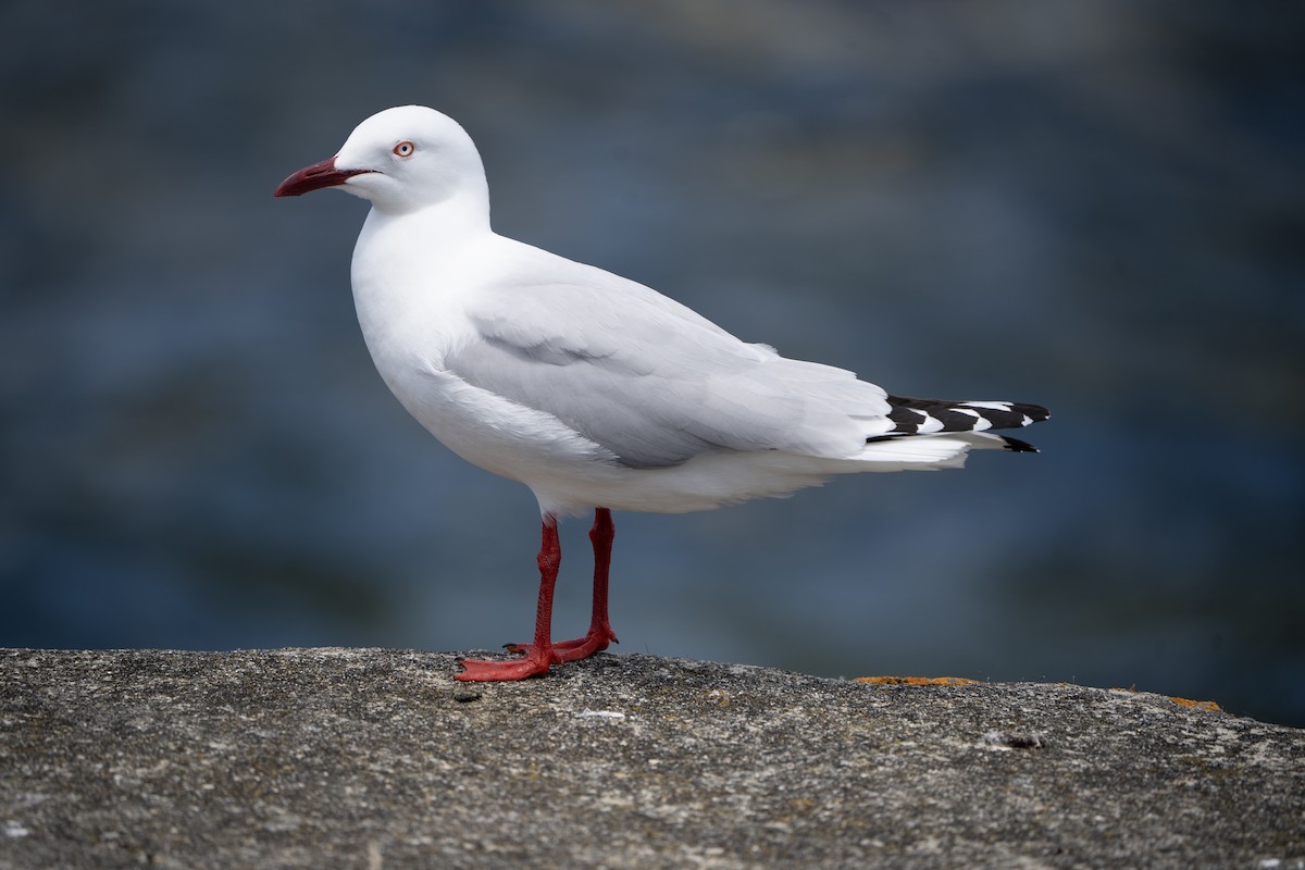 Gaviota Plateada - ML613668872