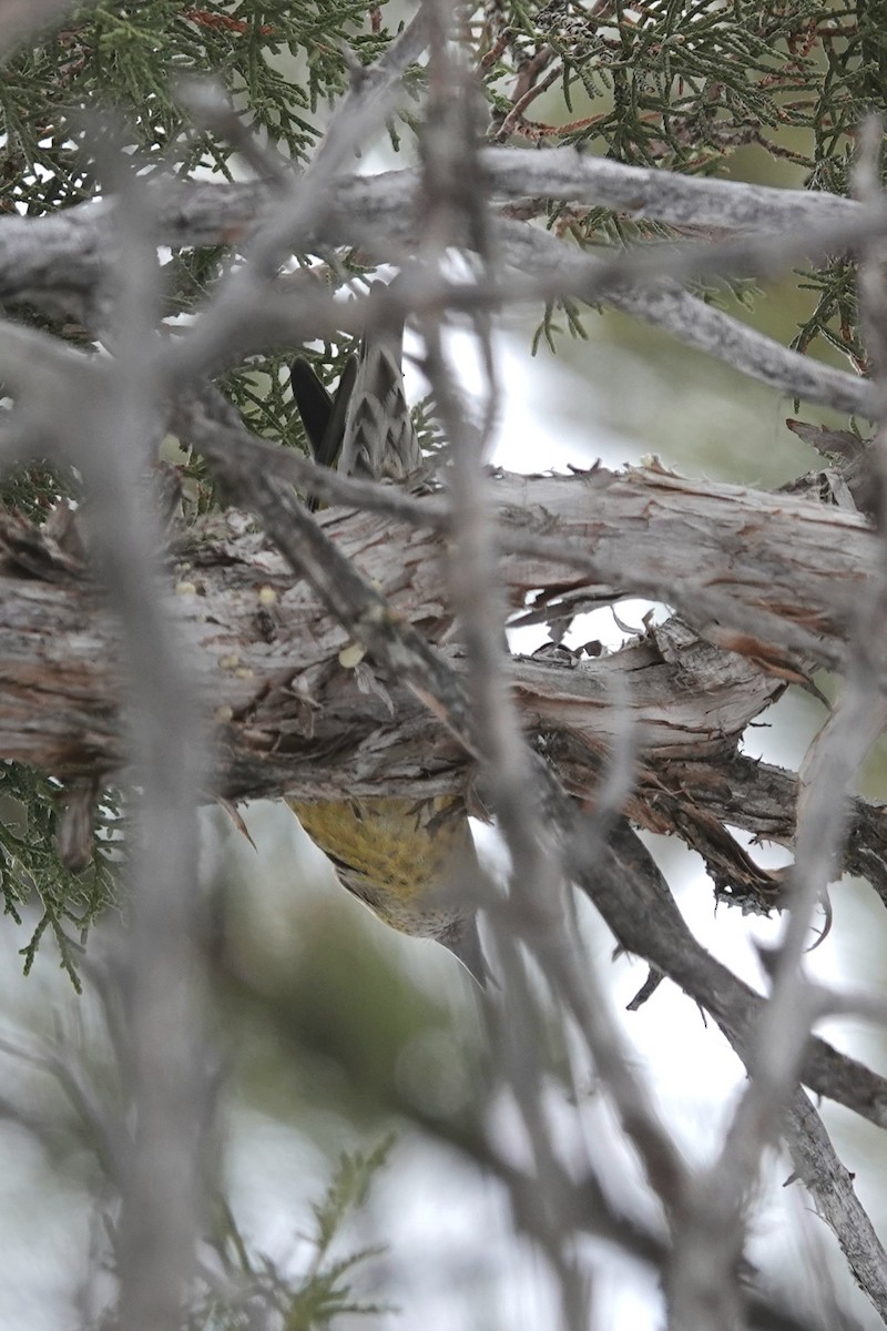 Red Crossbill - ML613668885