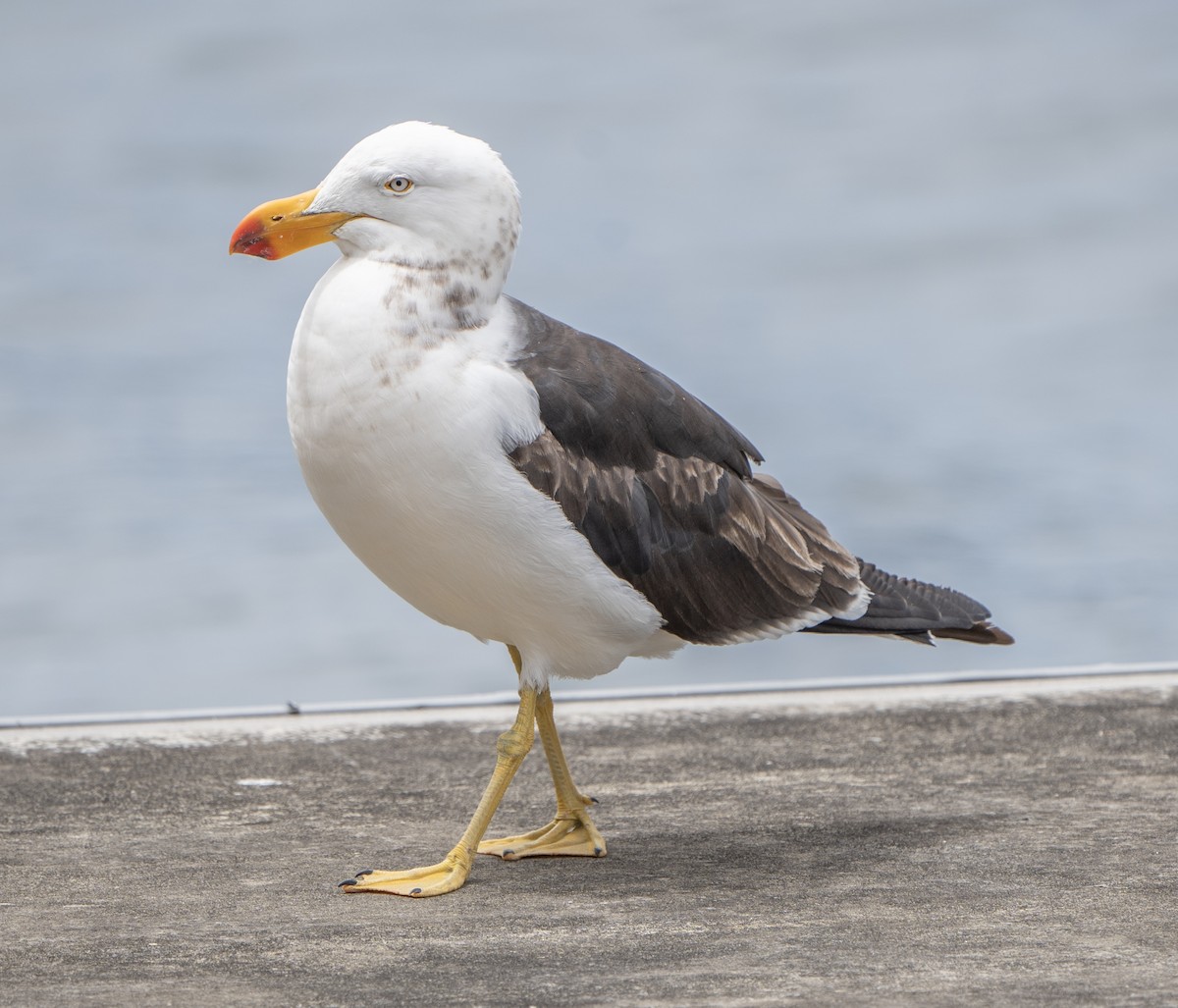 Pacific Gull - ML613668887