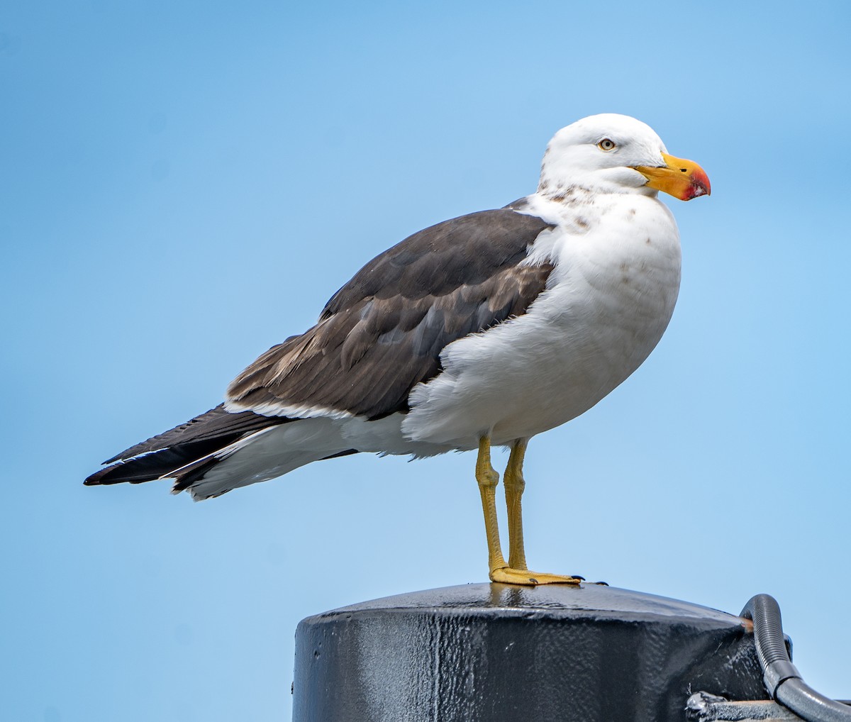 Pacific Gull - ML613668889