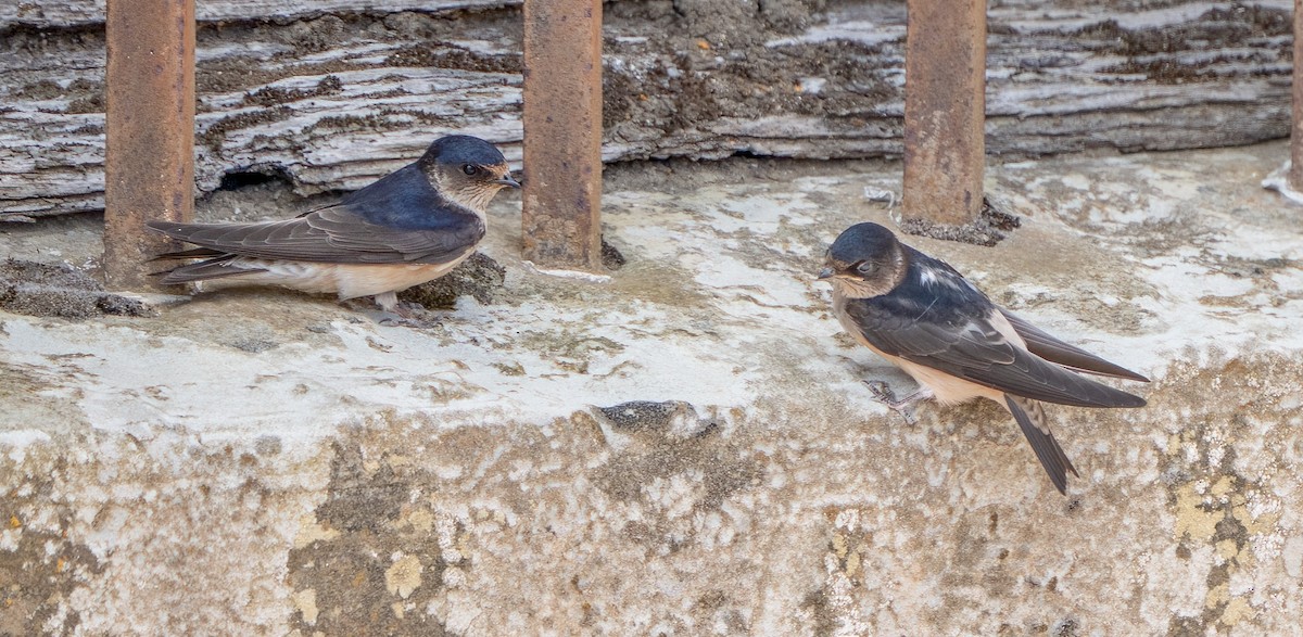 Golondrina Arborícola - ML613668929