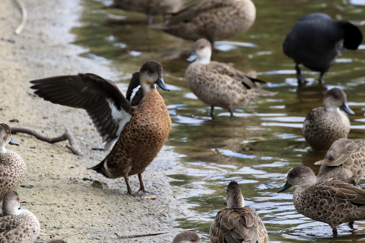 Chestnut Teal - Alan Henry