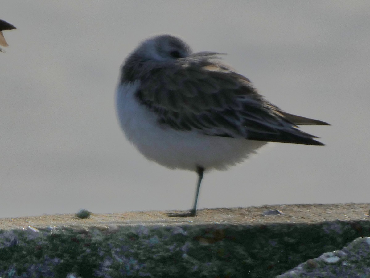 Sanderling - ML613668963