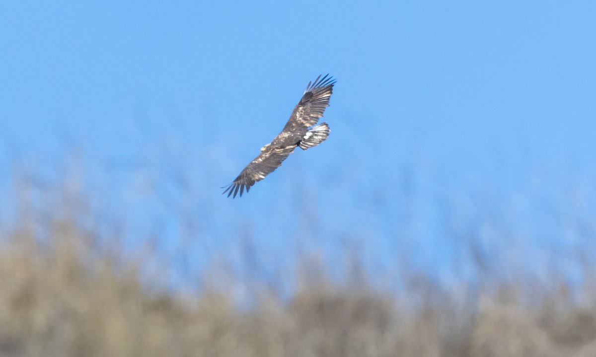 Weißkopf-Seeadler - ML613669004