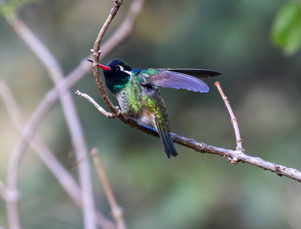 White-eared Hummingbird - Larry Schmahl