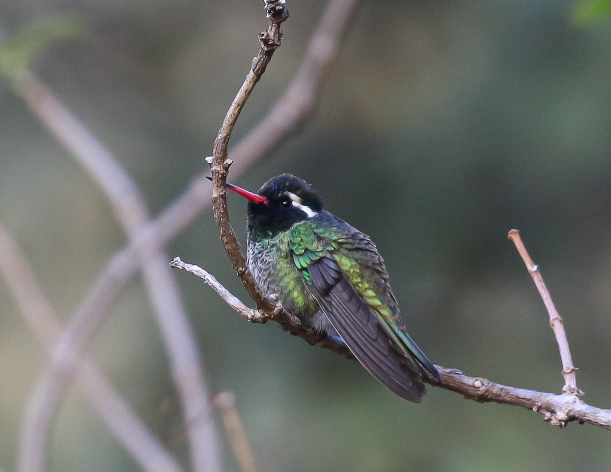 White-eared Hummingbird - ML613669016