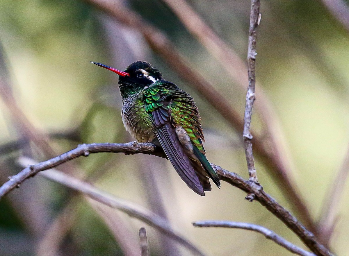 White-eared Hummingbird - ML613669018